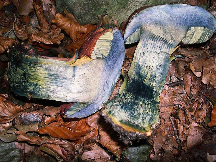 Boletus erythropus